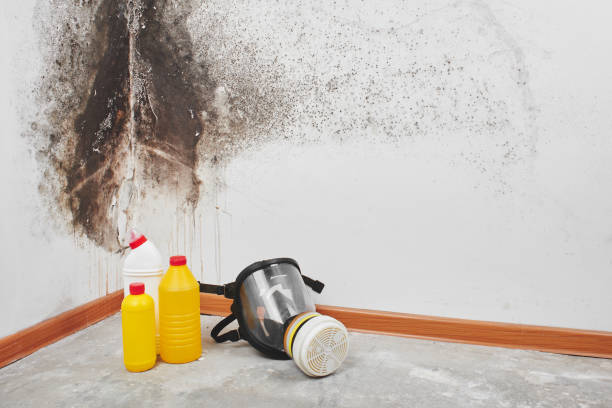 Best Commercial Mold Removal  in Rustburg, VA
