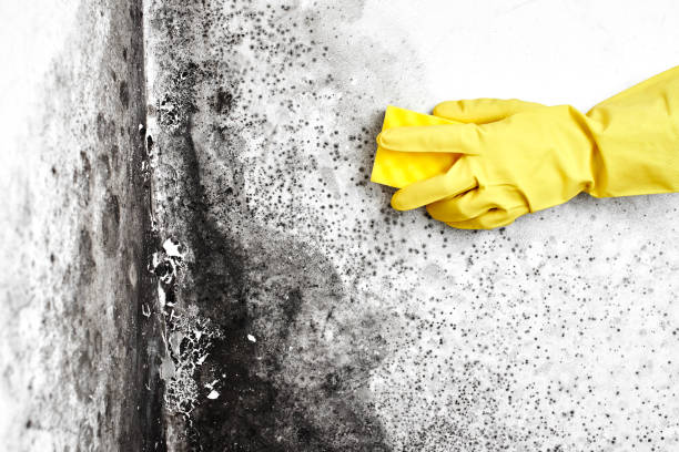 Best Mold Inspection  in Rustburg, VA