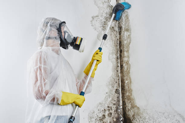 Best Attic Mold Removal  in Rustburg, VA