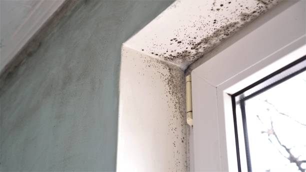Best Residential Mold Removal  in Rustburg, VA