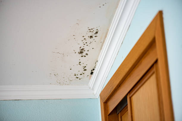 Best Attic Mold Removal  in Rustburg, VA