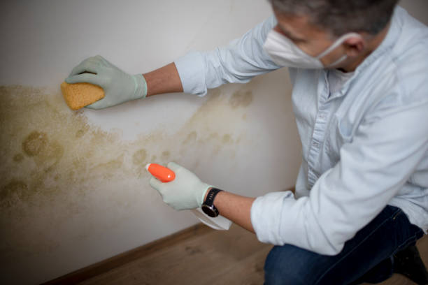Mold Testing and Removal in Rustburg, VA