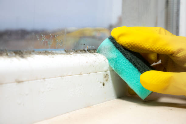 Best Fast Mold Removal  in Rustburg, VA