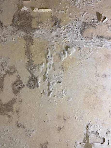 Best Crawl Space Mold Removal  in Rustburg, VA