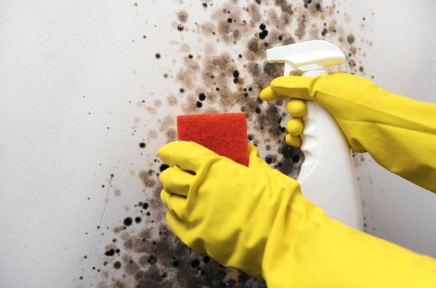 Best Local Mold Removal Service  in Rustburg, VA
