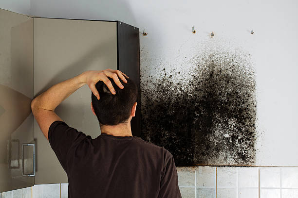 Best Affordable Mold Removal  in Rustburg, VA