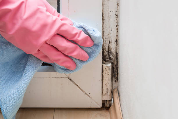 Reliable Rustburg, VA Mold Removal Solutions