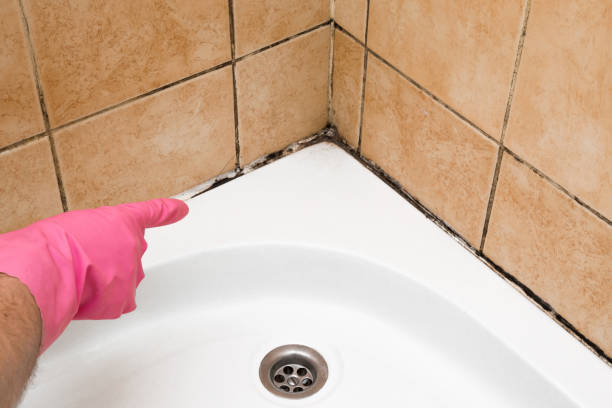 Certified Mold Removal in Rustburg, VA